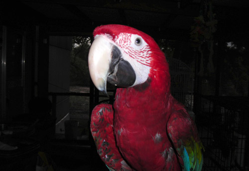 parrot