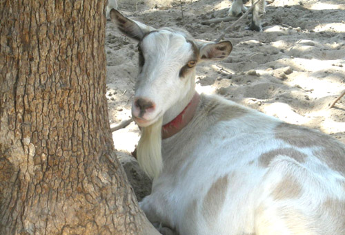 tree-goat