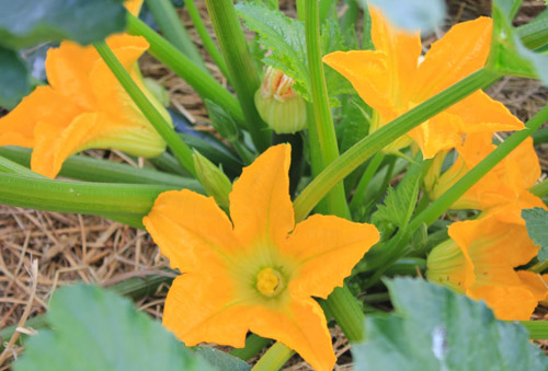 yellow-flowers