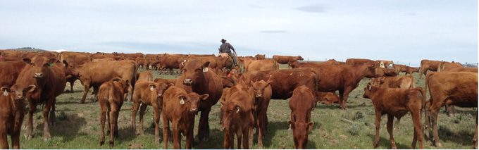 Montana Ranch - El Cruz Ranch